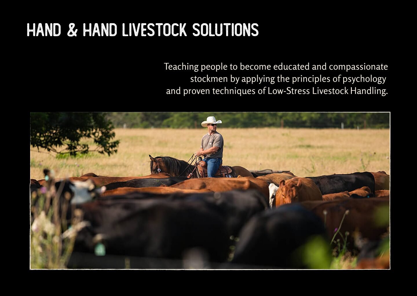 A slide demonstrating branding for a ficticious company; photograph of a man on horseback herding cattle.