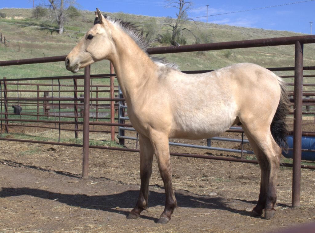 A dunskin Morgan colt.