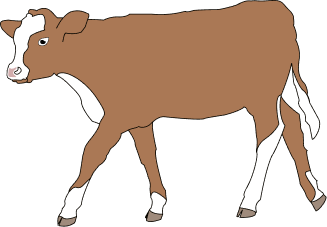 Calf