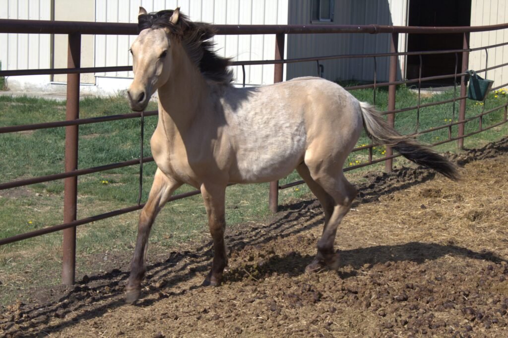 A dunskin Morgan colt.